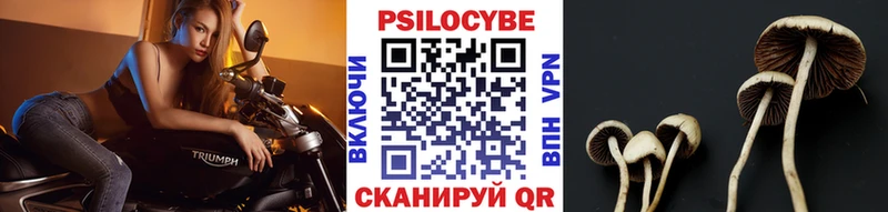 Псилоцибиновые грибы MAGIC MUSHROOMS  купить наркотик  мега ссылка  Североморск 